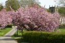 The cherry blossom trees in Addingham Church Field are laden with flowers by Liz Powell
