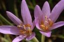 Get the right tools for the job when planting bulbs like Colchicum (Autumn Crocus)