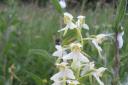 The butterfly orchid at Yockenthwaite