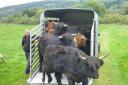 Highland cattle arriving at East Riddlesden Hall in Keighley. Picture submitted by National Trust. SINGLE USE