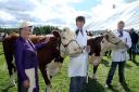 Jean Harker meets some of the cattle entrants when she was show president in 2013