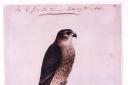 Emily Brontë's picture of her hawk Nero