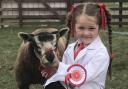 Young Edie King, who was showing with her grandad Nigel Pepper. Her gimmer lamb was awarded first place in a class of nine