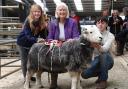 Janet Keefe and her reserve champion Herdwick, with judge Jack Foster (photo: Adrian Legge Photography)