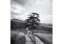 A tree on Haworth Moor where the Brontes found inspiration.