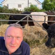 Steve Mortimer, of the Turkey Inn, with some of his cattle