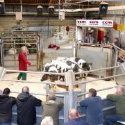 David Mitchell in the auction ring with his first-prize pen of five continental heifer stirks