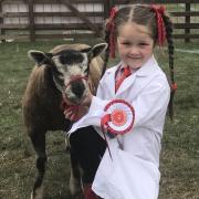 Young Edie King, who was showing with her grandad Nigel Pepper. Her gimmer lamb was awarded first place in a class of nine