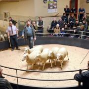 Graham and Terry Fort in the sale ring with the family’s first prize and reserve champion shearling ewes