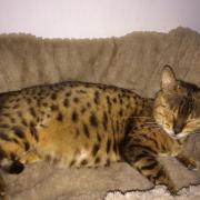 Kiki the stray Bengal cat, taken in by Yorkshire Cat Rescue