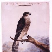 Emily Brontë's picture of her hawk Nero