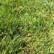 The pair of scissors found embedded in the soccer pitch at Brontë playing fields in Oakworth