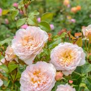 Celebrated rose breeder David Austin has named his new English Rose ‘Emily Brontë’ (Ausearnshaw)
