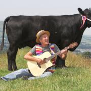 Preview Picture for Proms on The Farm - Picture shows musical director Stewart Hanson playing his guitar with "Kit" the Airedale Angus Heifer ..