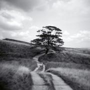 A tree on Haworth Moor where the Brontes found inspiration.