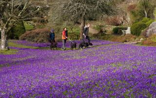 Crocuses at National Trust's Wallington Hall in Northumberland, where you can take part in an Easter adventures in nature trail. Picture: PA