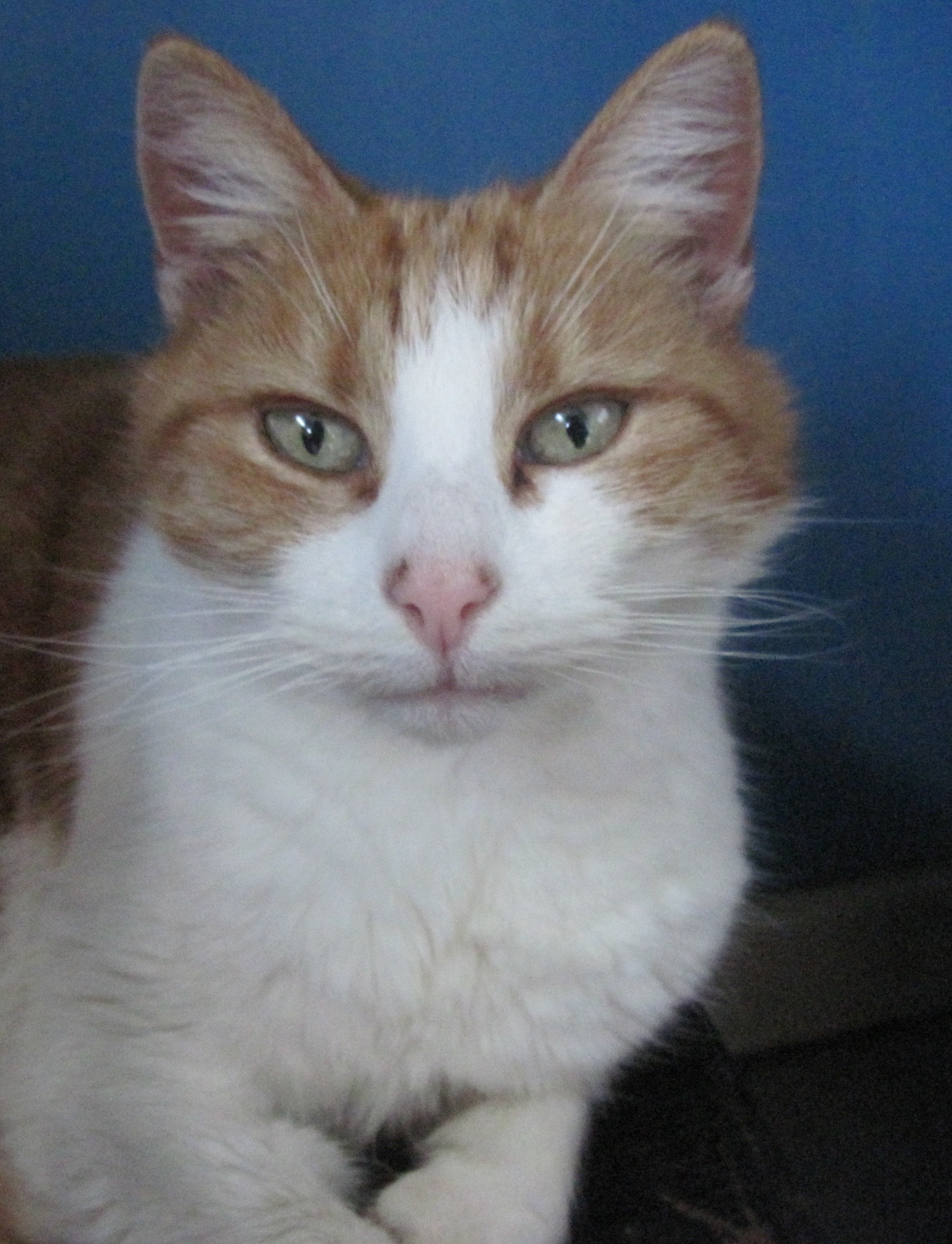Cat charity with Keighley branch seeks volunteer fosterers - Vimarsana News