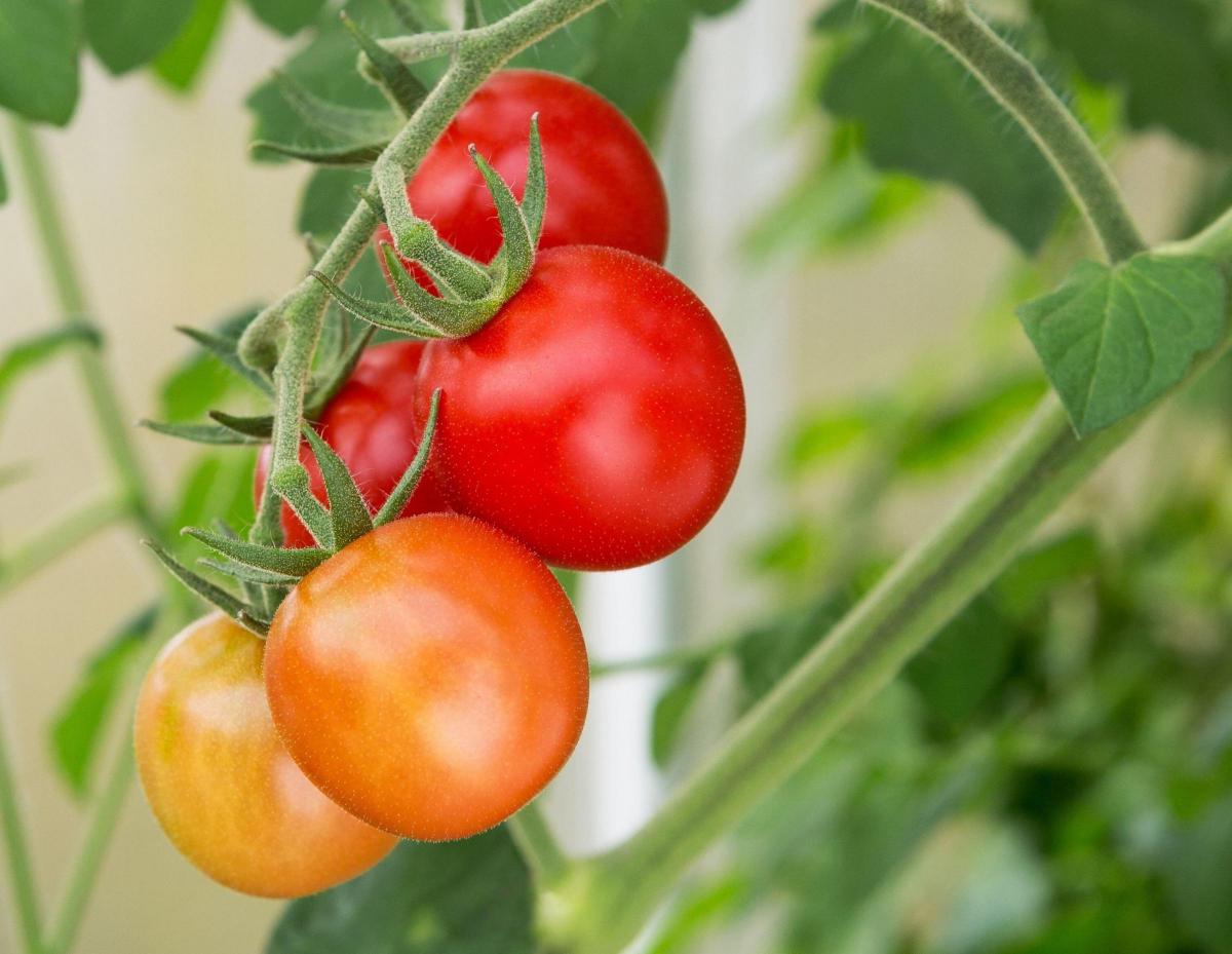 Tomato Showdown: Better Boy vs Early Girl - Which is the Perfect Fit for Your Garden?