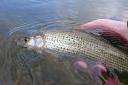 A number of grayling have been caught from the River Aire, showing it remains in good condition.