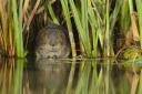 The water vole