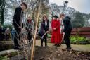 The tree is planted in the gardens of Manorlands hospice
