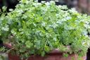 Photo of a pot of chervil. See PA Feature GARDENING Herbs. Picture credit should read: Alamy/PA. WARNING: This picture must only be used to accompany PA Feature GARDENING Herbs..