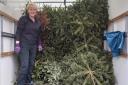 A volunteer helps with a previous Sue Ryder Christmas tree recycling scheme
