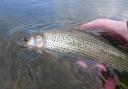 A number of grayling have been caught from the River Aire, showing it remains in good condition.