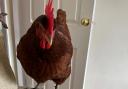 Sue Wright sent us this photo of Rhoda. “She pecks on the door to be let in and then stays for hours!” says Sue. “She’s a very much-loved pet.”