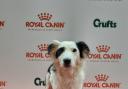 A Crufts-inspired dog show is being held