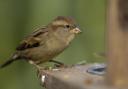 A sparrow. The bird regularly tops the 'most seen' chart