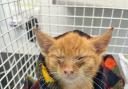 An abandoned cat rescued by the RSPCA