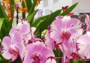 Growing orchids indoors will be the subject of a talk at Glusburn