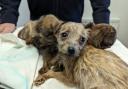 Dog cruelty cases are on the rise