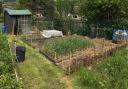 The speaker will share his knowledge of allotment gardening