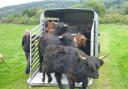 Highland cattle arriving at East Riddlesden Hall in Keighley. Picture submitted by National Trust. SINGLE USE