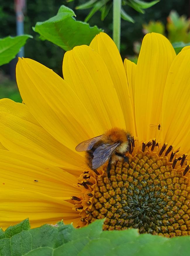 A bee on a sunflower (photo: Janet Rooke)