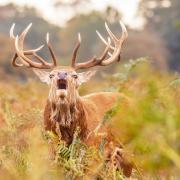Red stag bellowing. Pictures: Dan Knight