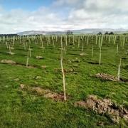Trees planted as part of the White Rose Forest