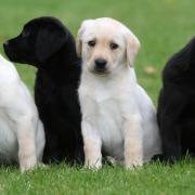 Puppy raisers are being sought