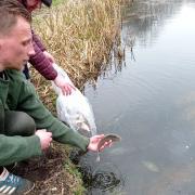 Keighley Angling Club officials M. Oxley and R. Granger introduce F1 Carp to Roberts Pond in Keighley.