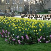 A floral display in Town Hall Square, photographed by Alwyn Pickles