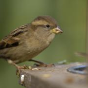 A sparrow. The bird regularly tops the 'most seen' chart