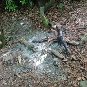 The remains of a fire lit in a district woodland