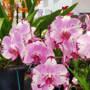Growing orchids indoors will be the subject of a talk at Glusburn