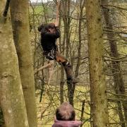 The abseil operation to rescue the cat