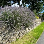 This display of lavender at Brunthwaite, Silsden, was photographed by Nick Newsome