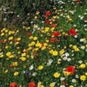 A wildflower meadow could be created