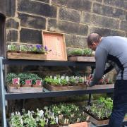 Plants on sale at East Riddlesden Hall