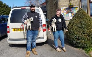 Herd & Hive bring the lambs to Summerfield